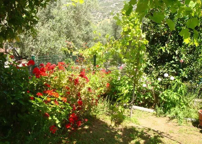 Grapes And Roses