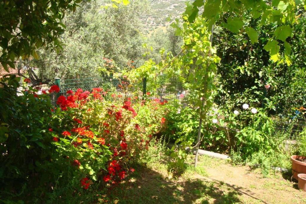 Grapes And Roses Igoumenitsa