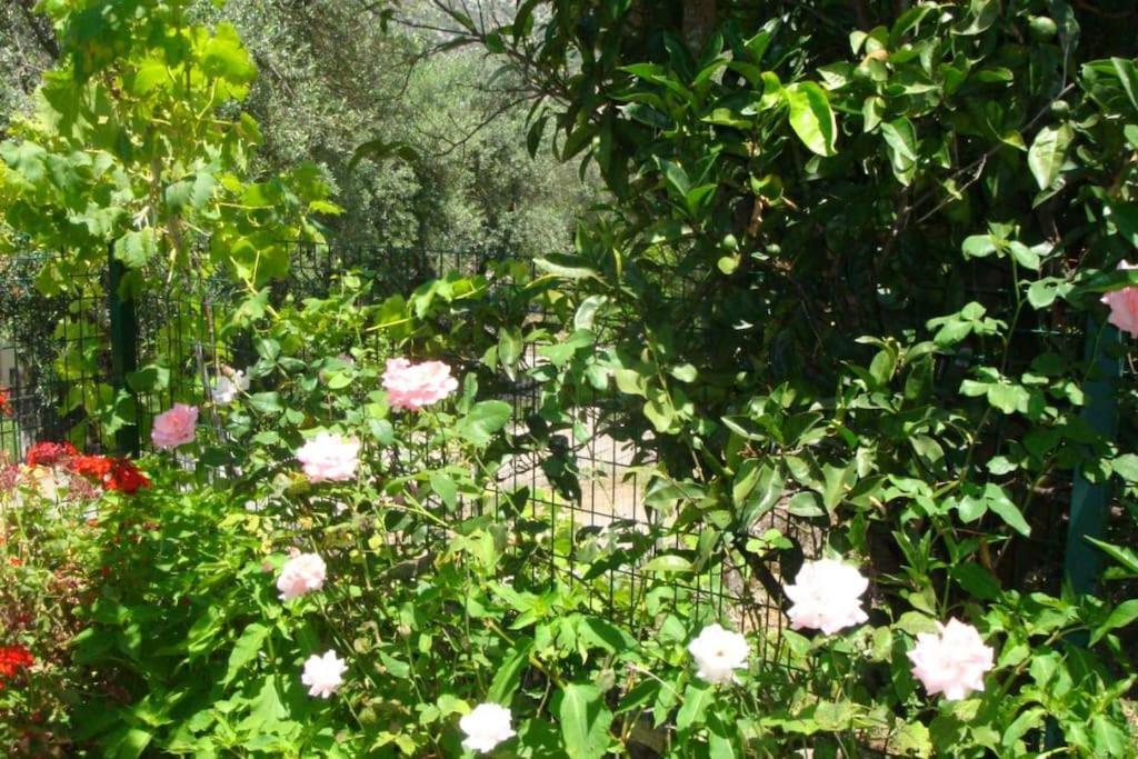 Holiday home Grapes And Roses Igoumenitsa